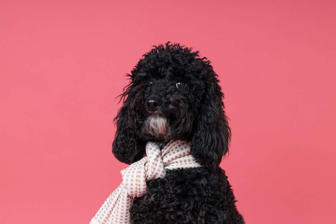 Black Toy poodle dog on pink background