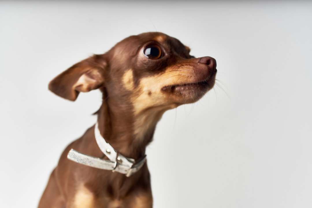 chihuahua pedigree cute look light background