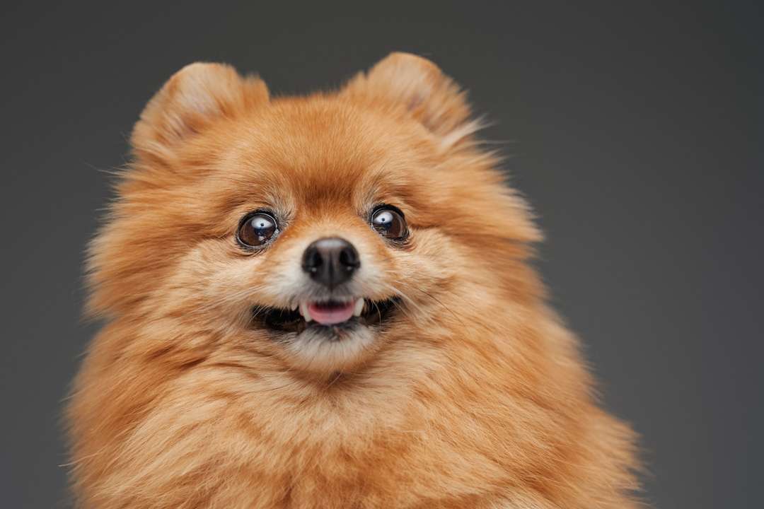 Pomerian breed fluffy tiny doggy against gray background